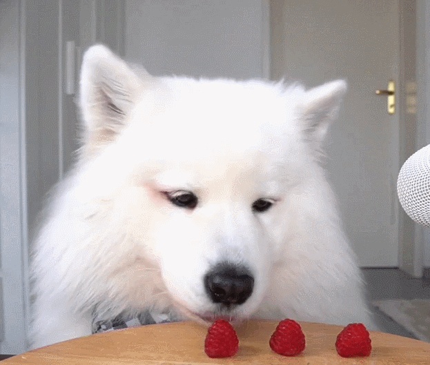 What brand of dog food does Samoyed eat?Top ten dog food rankings iNEWS