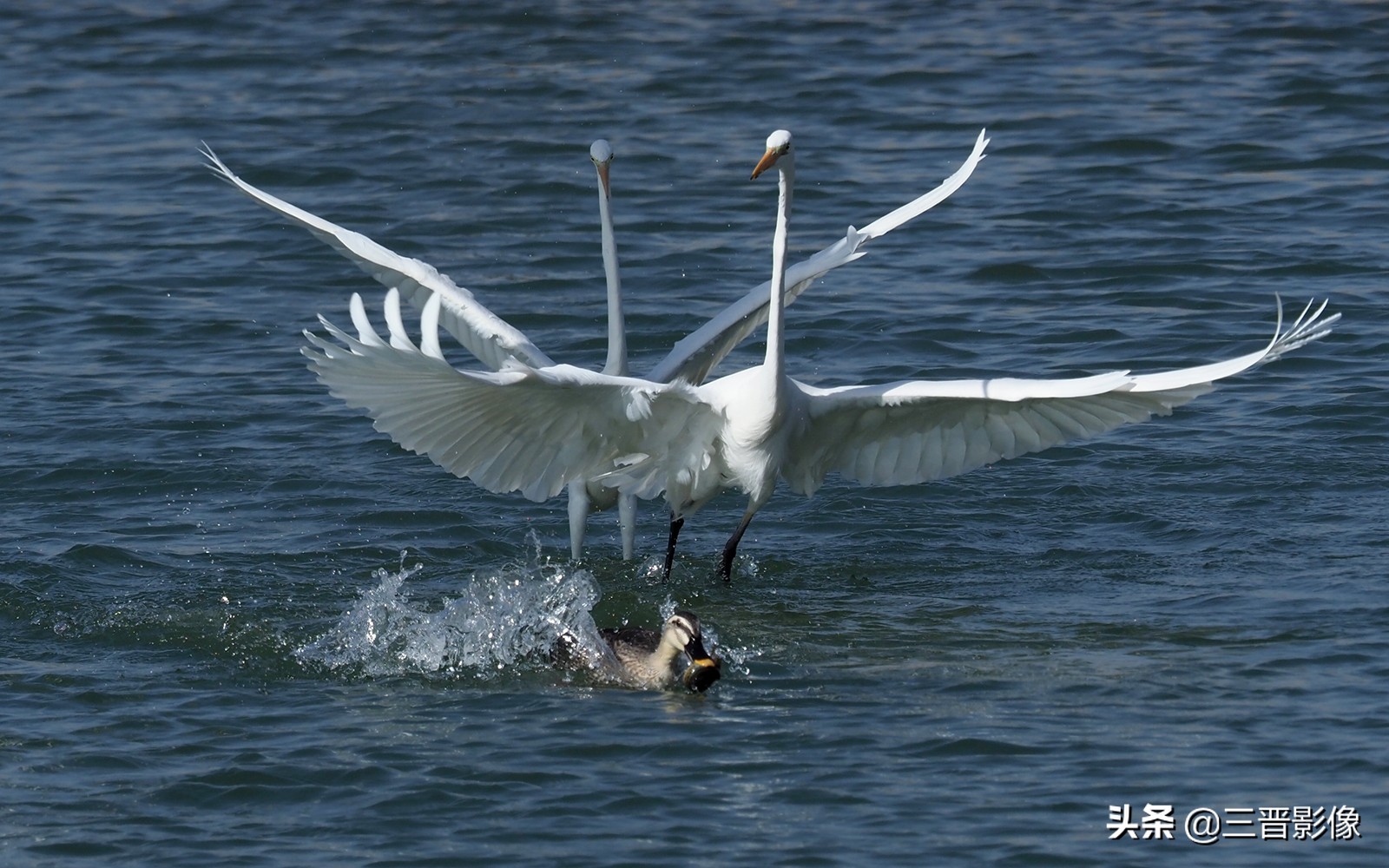 What metering mode is good for bird shooting? Let's analyze together