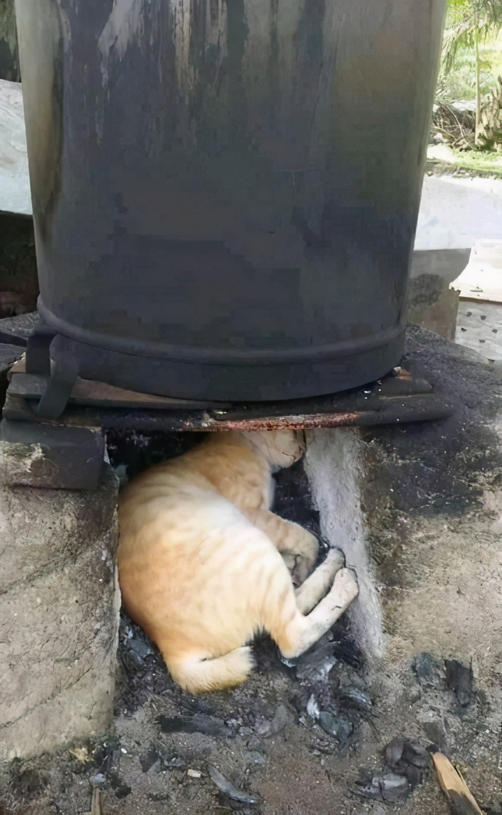 How cats keep warm in winter sleeping on the stove, it's a bit of a