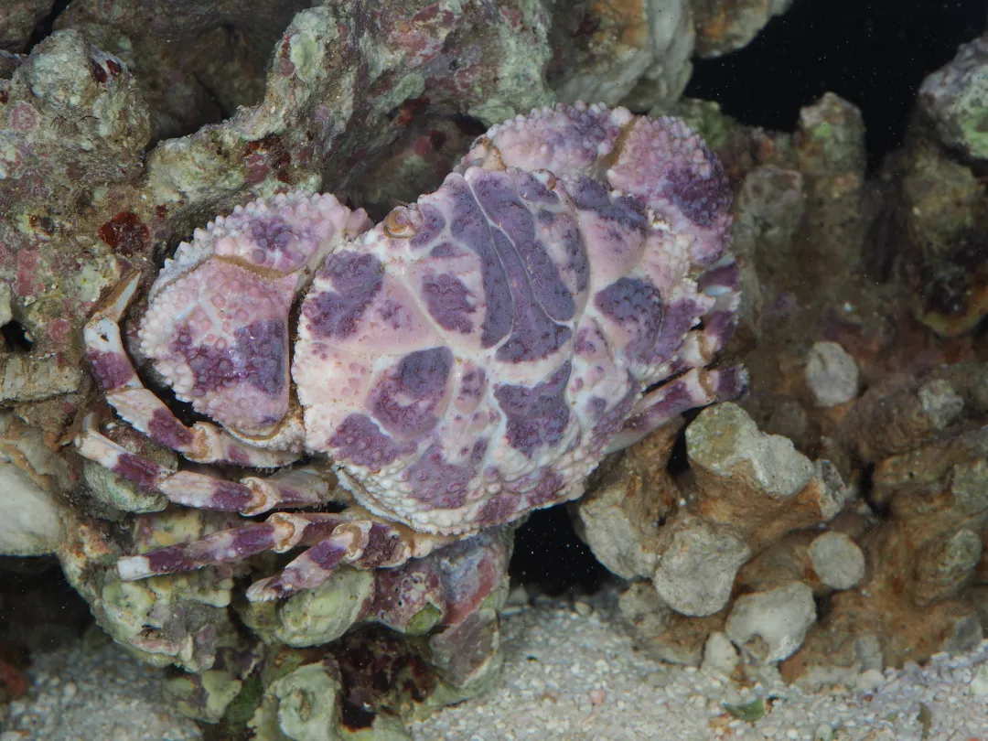 Eating crabs can cause poisoning to the hospital?There are many "poison