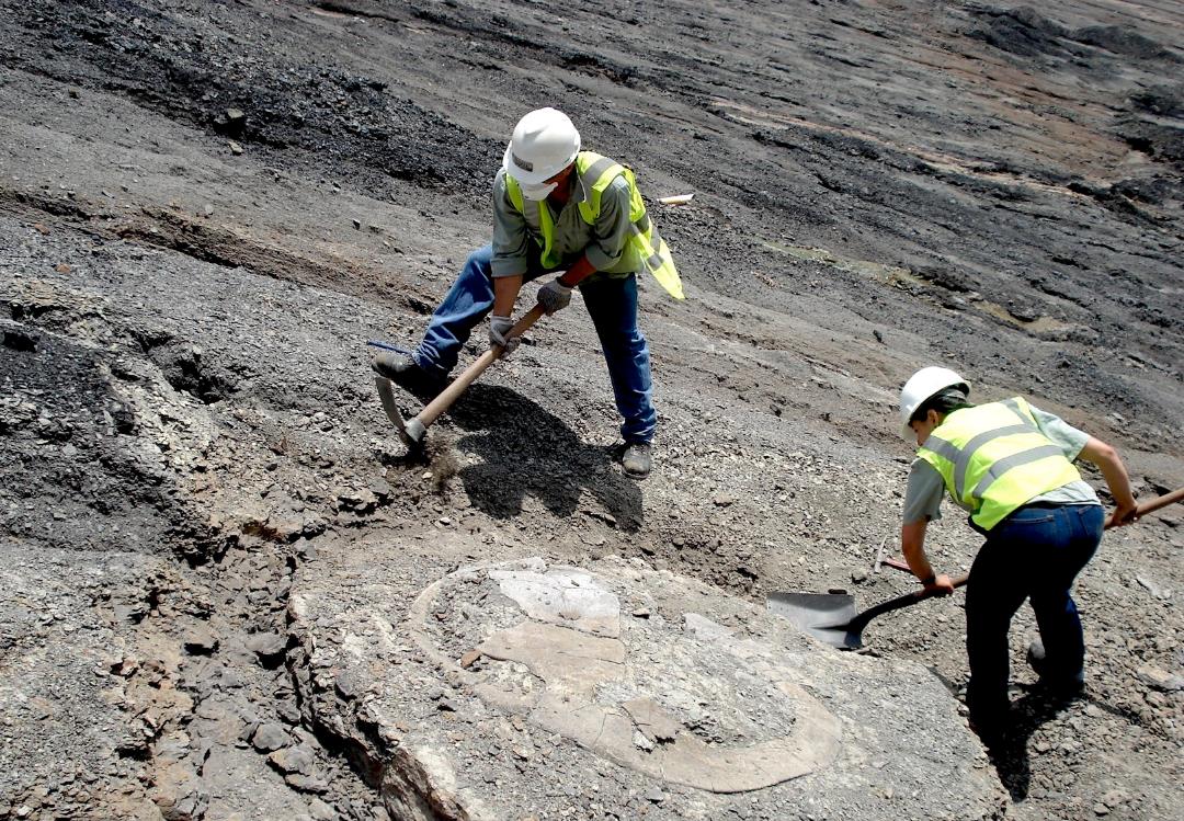 The 13-meter-long Titan Python, with one hand 