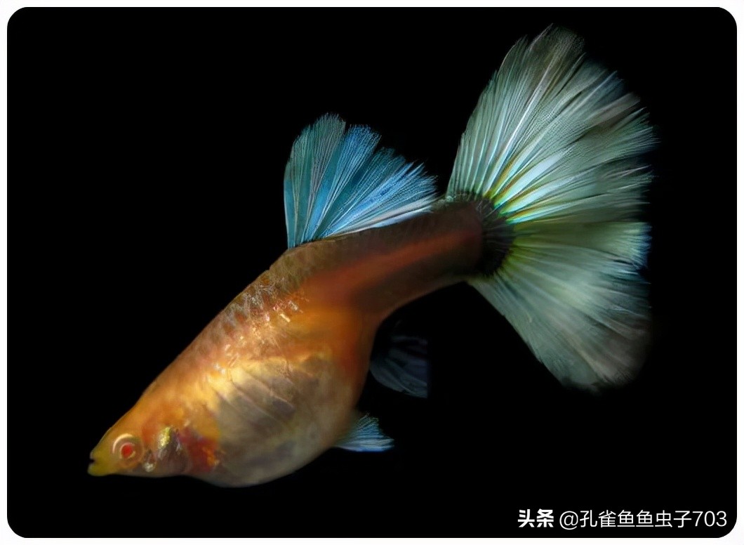 How do guppies mate? iNEWS