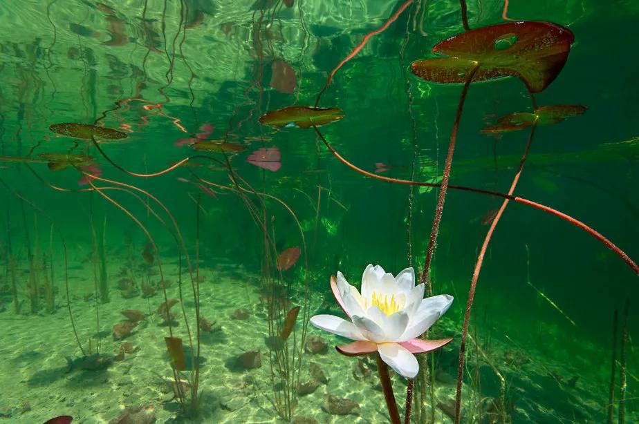 Water lilies from an underwater perspective are truly beautiful!It's ...