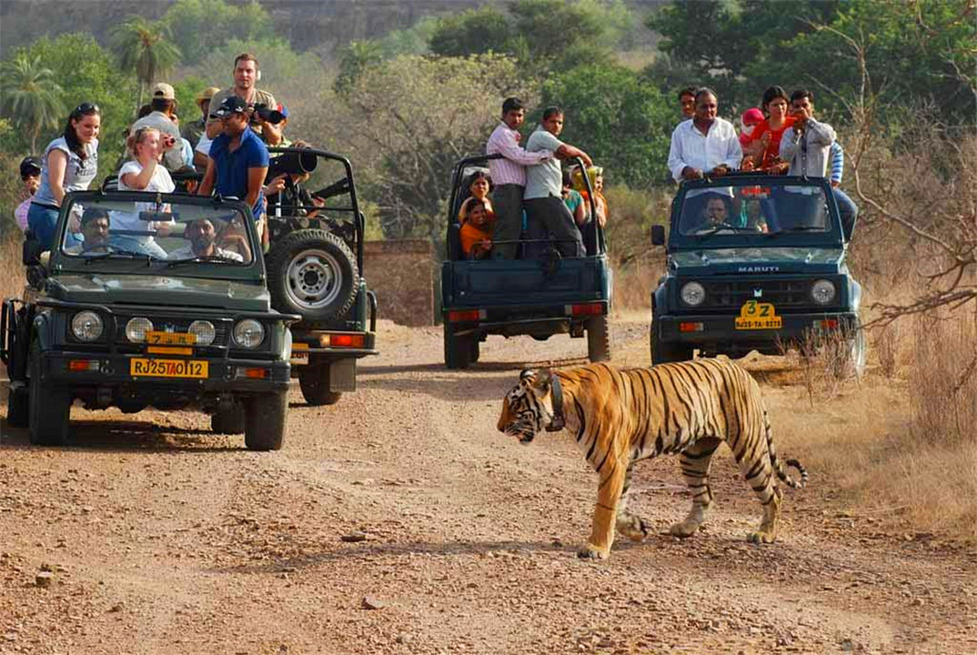 Why must a tiger be killed after eating a human? Scientists: If you don