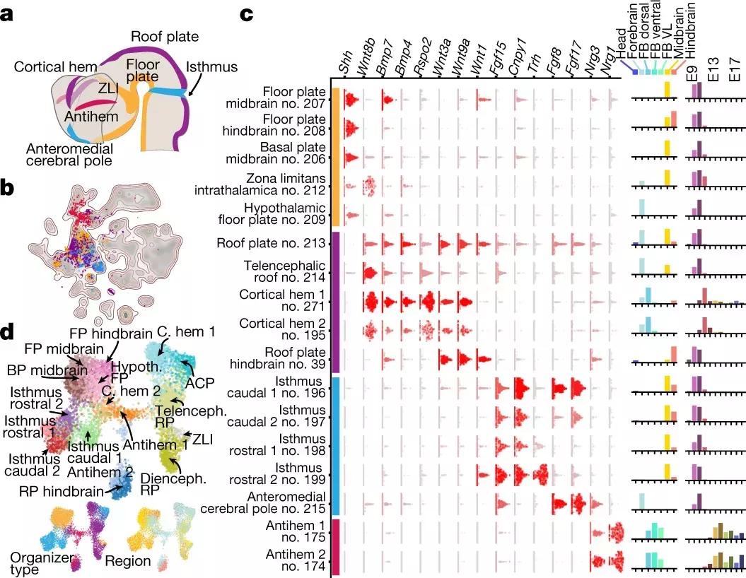 A map of the molecular structure of the developing mouse brain - iNEWS