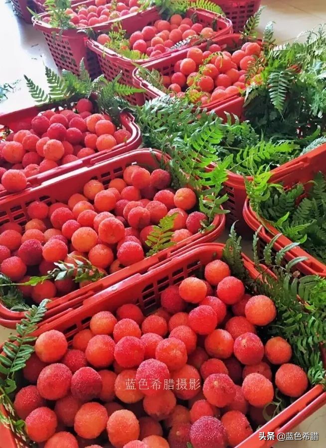 Shangyu bayberry mature season, what does the bayberry for 100 yuan