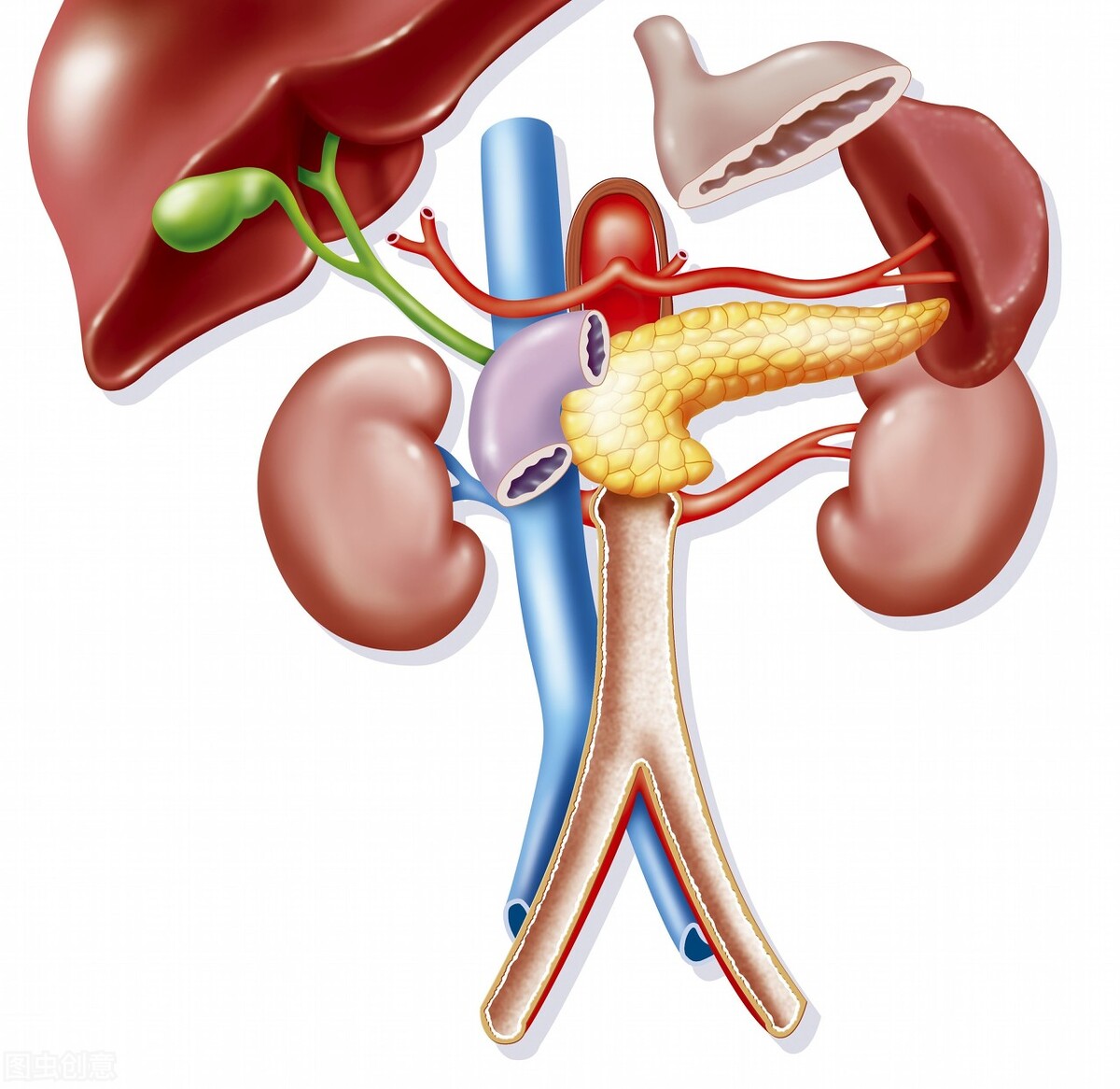 Osteoporosis calcium supplement?Maybe OUT, you need magnesium