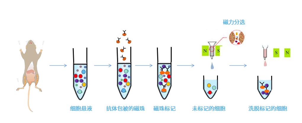 Stem Cell Separation: Density Gradient Centrifugation, Immunomagnetic ...