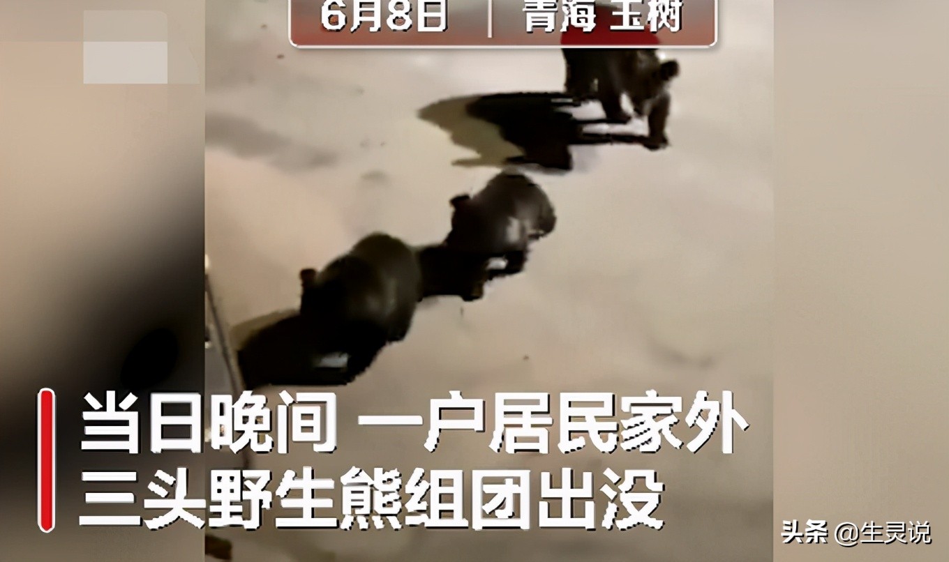 The Tibetan mastiff fights three black bears bravely. In terms of