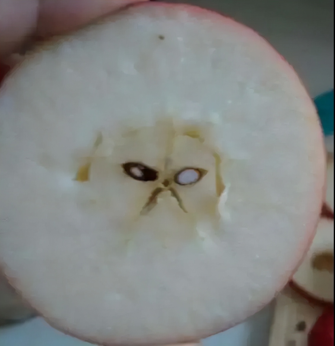 Count the fruits that cats can't eat!Do you still know which fruits can