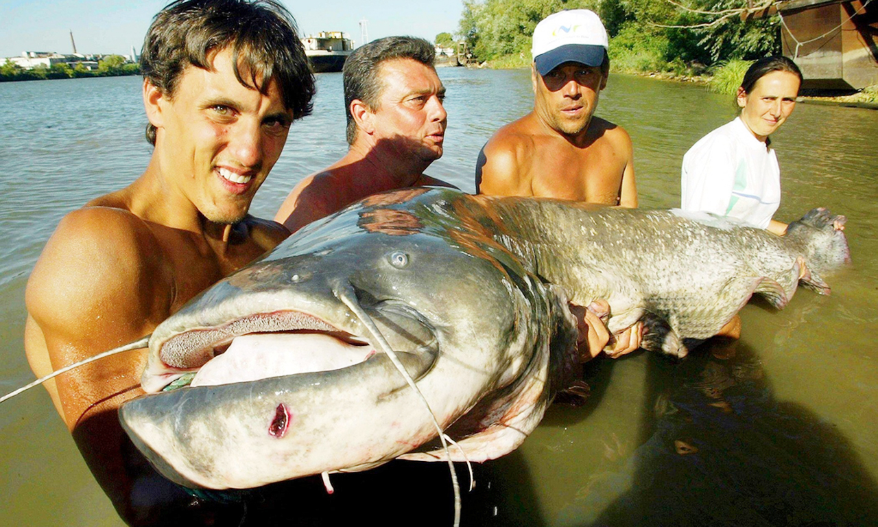 European giant catfish weighing up to 600 jin, it is rumored to be a
