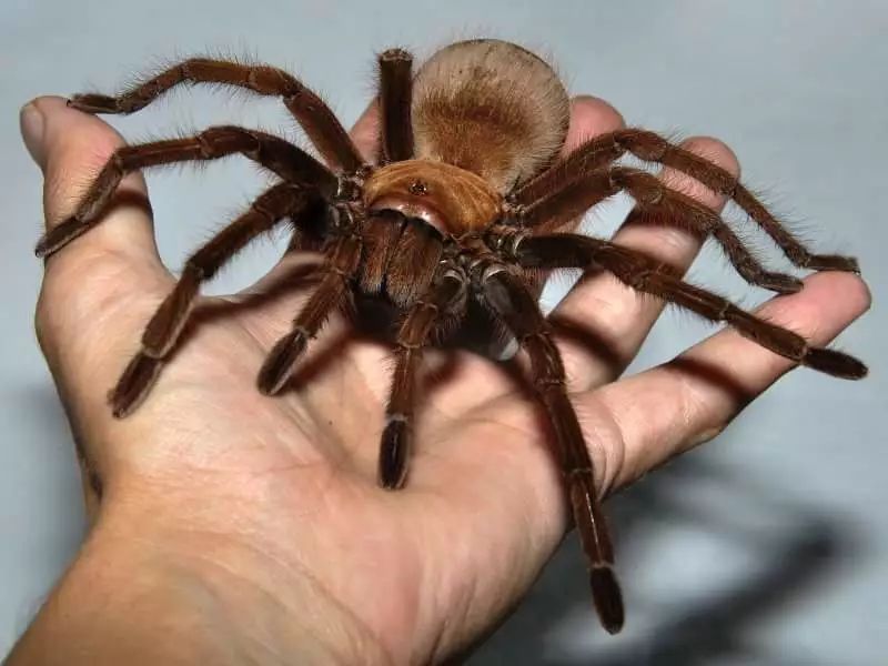 20 most frightening and disgusting insects - iNEWS