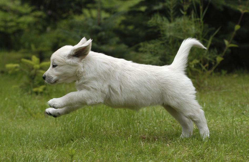 The dog turned and ran fast after mating. I'm afraid you don't know