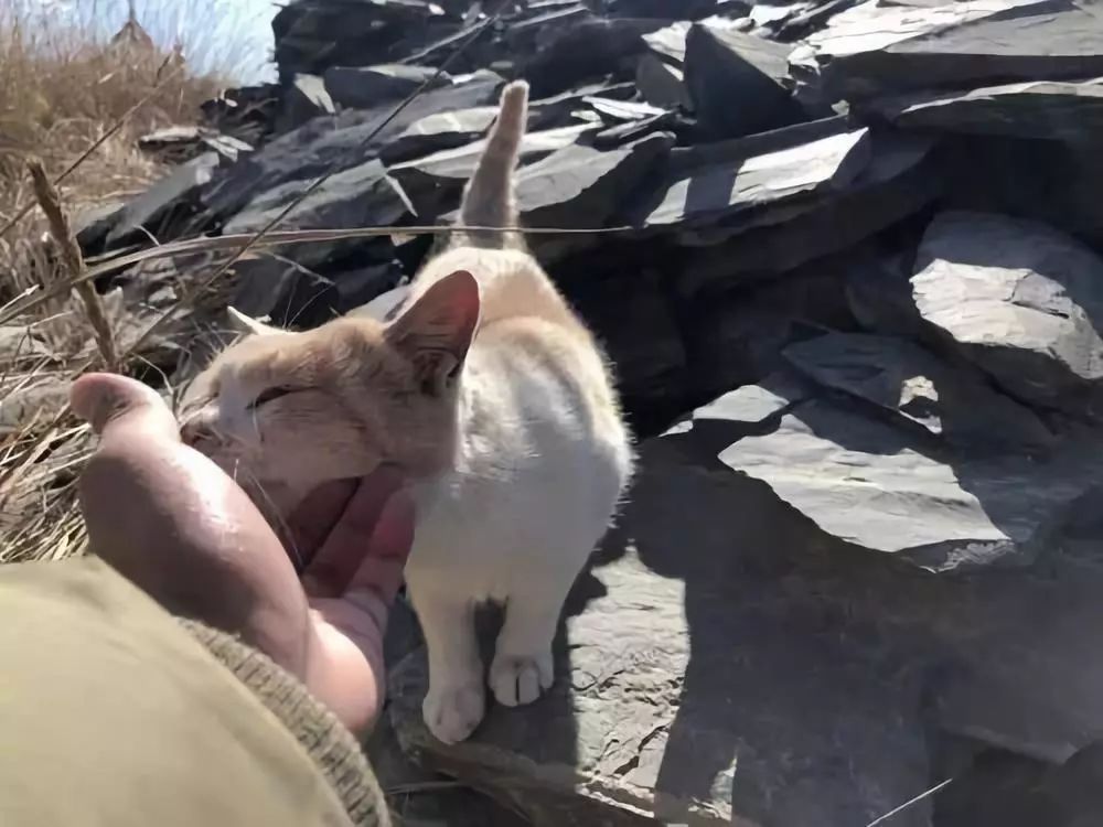 When You Touch The Cat s Chin In Its Eyes It Actually Means These when-you-touch-the-cat-s-chin-in-its-eyes-it-actually-means-these