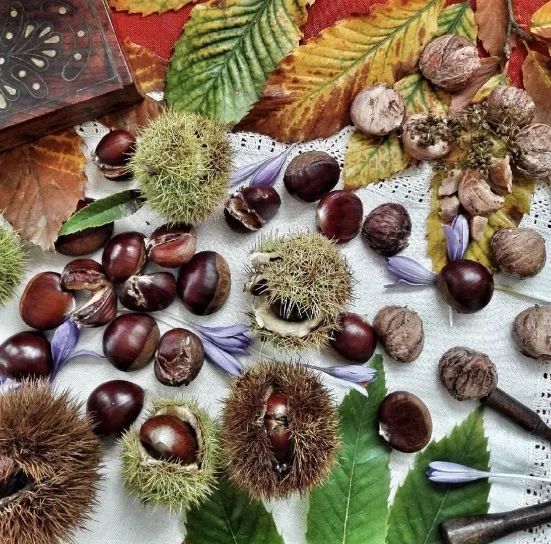 Will chestnut, which strengthens the kidney and spleen, suffer from