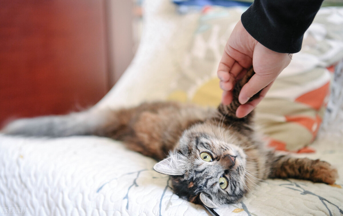 How do cats express good feelings? iNEWS