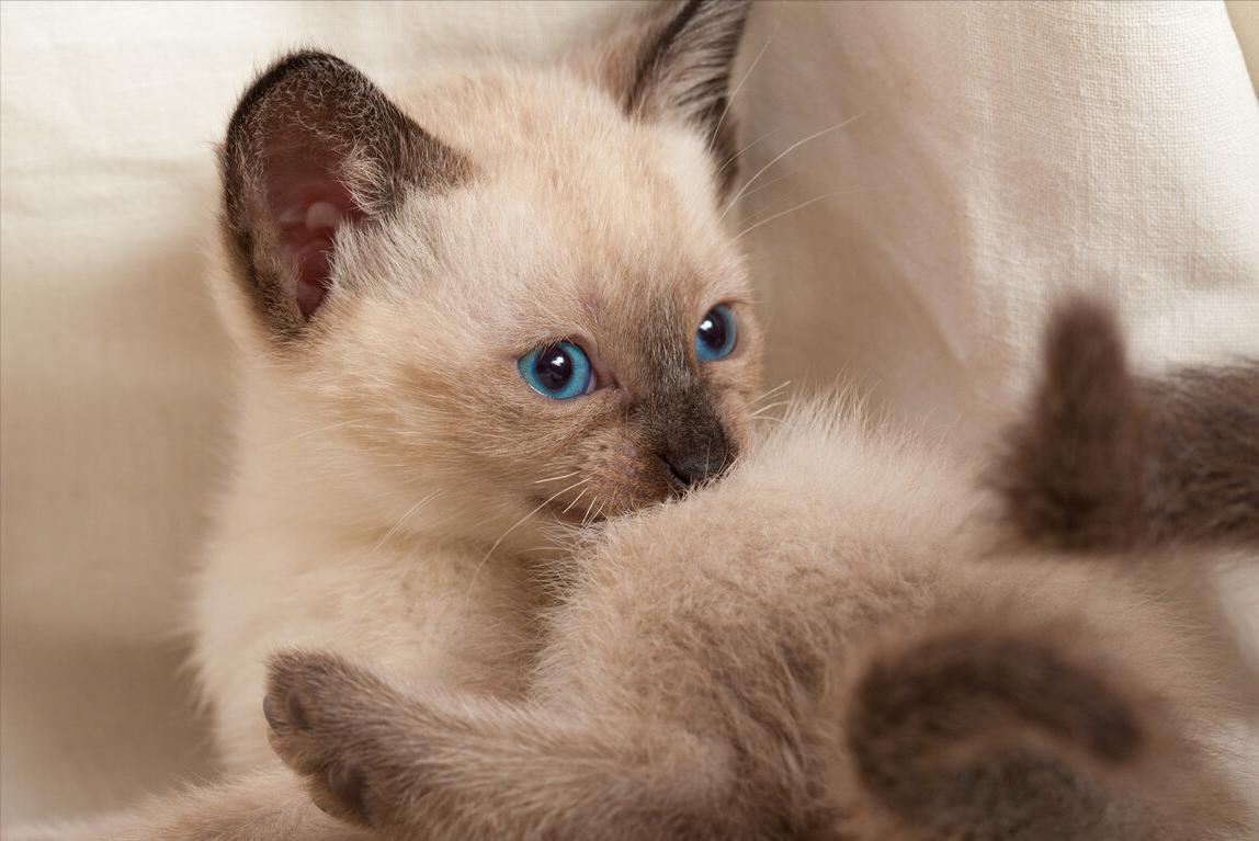 What's going on with Siamese cat diarrhea? iNEWS