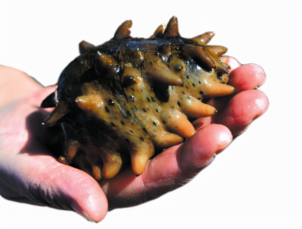 Why is the traditional Chinese delicacy sea cucumber not liked by
