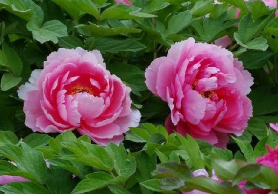 Only the true color of peony can move the capital when the flowers