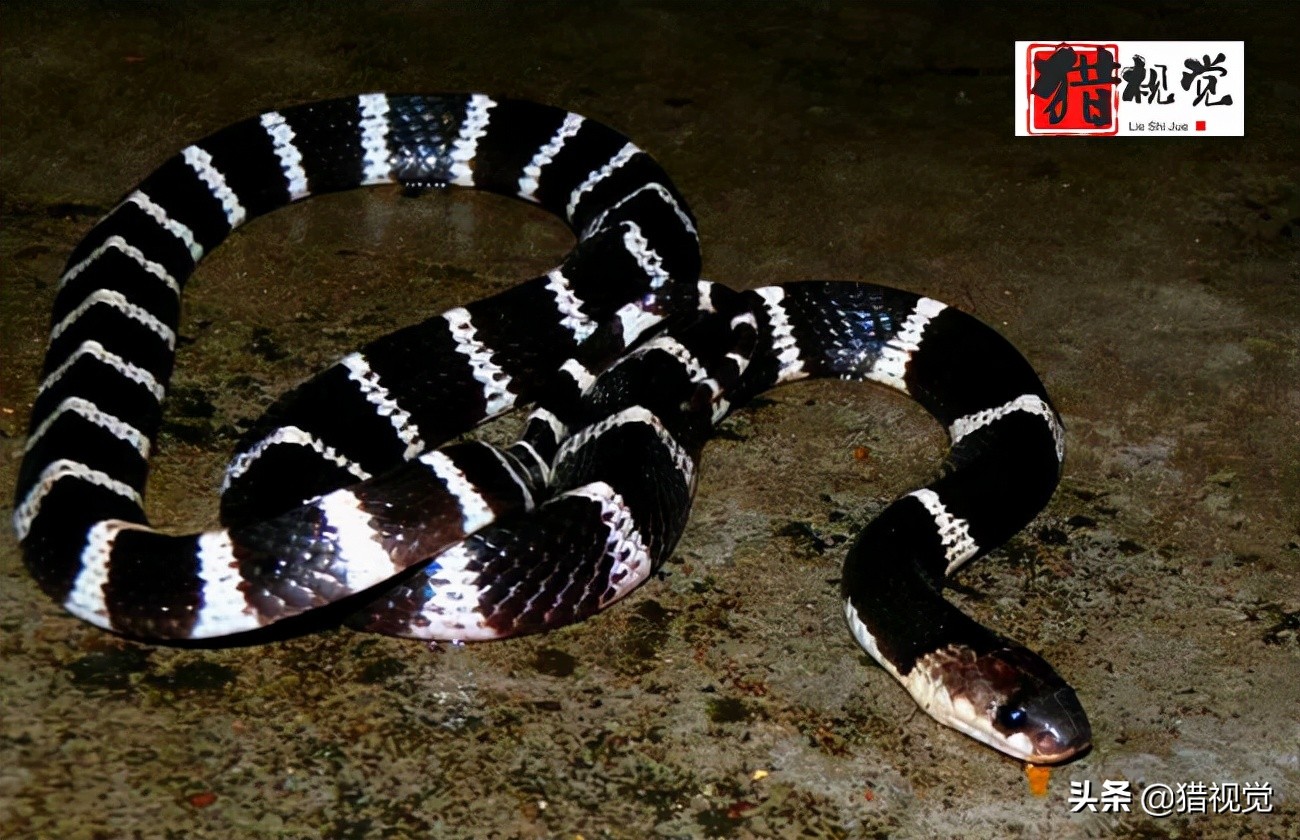 Where is the province with the most venomous snakes in China?Which