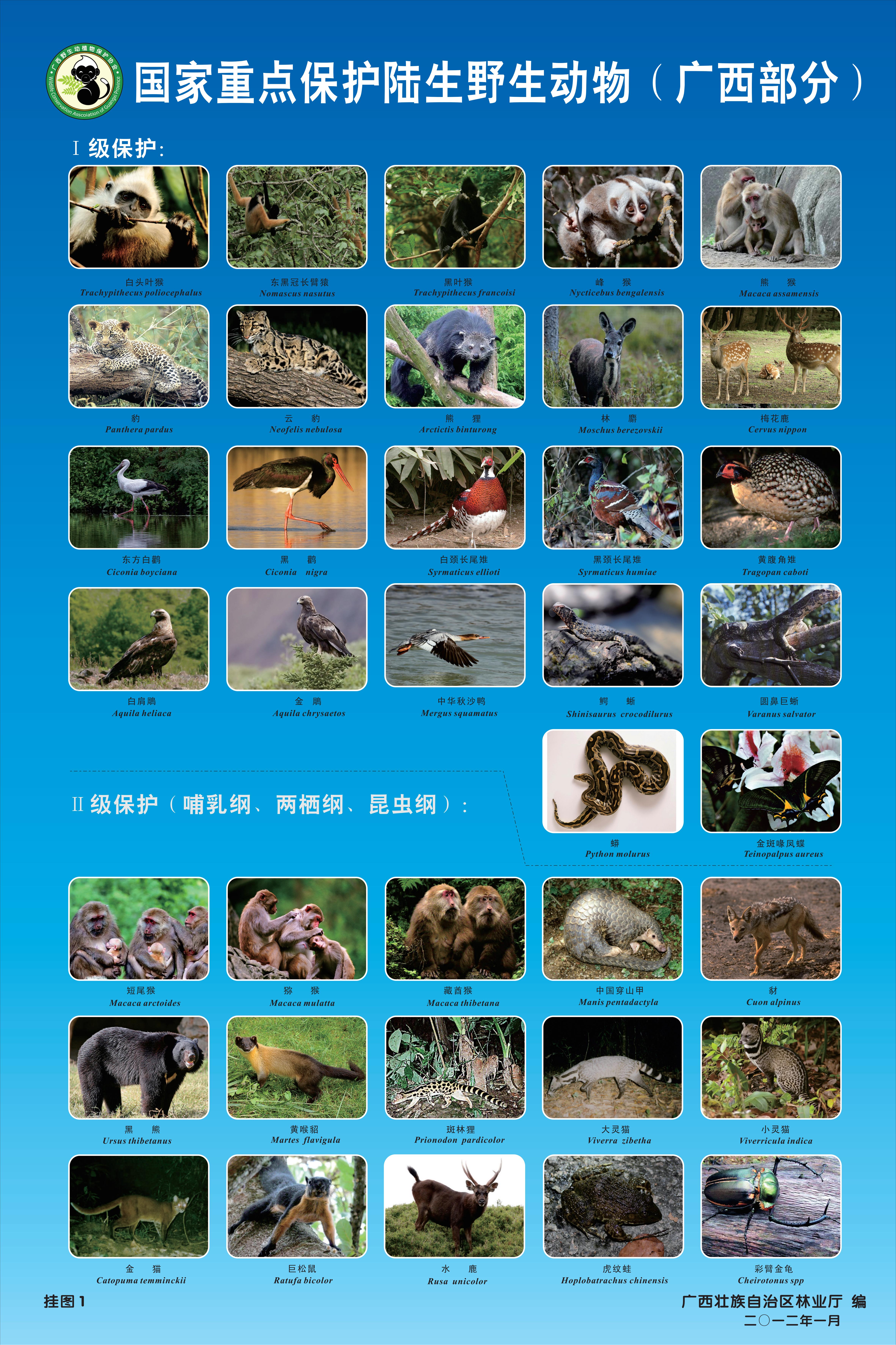 Look!Some national key protected terrestrial wild animals in Guangxi are  here, let's protect them together. - iNEWS