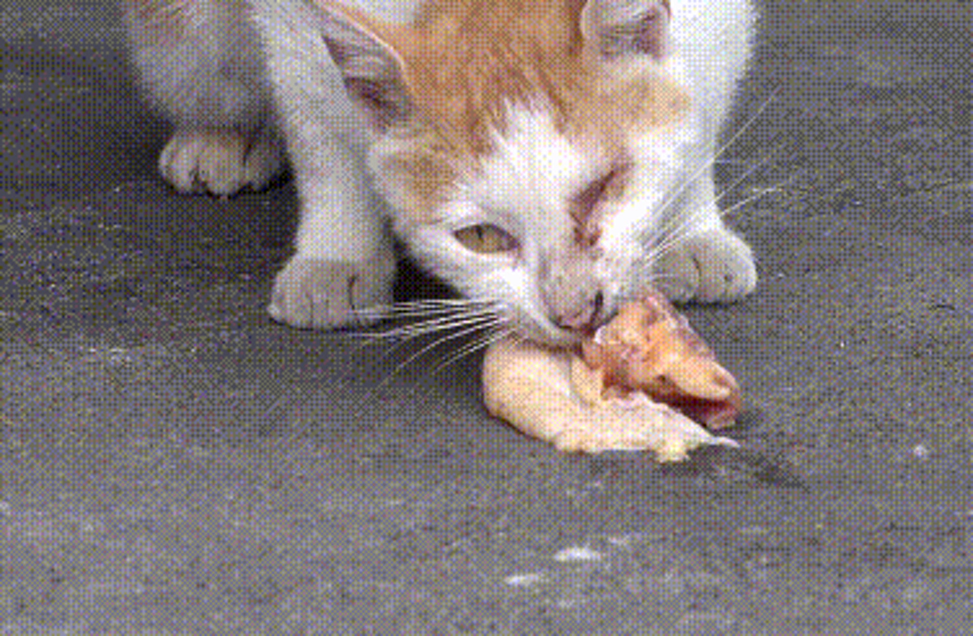 Abandoned stray cat begging for food but not eating, the experience