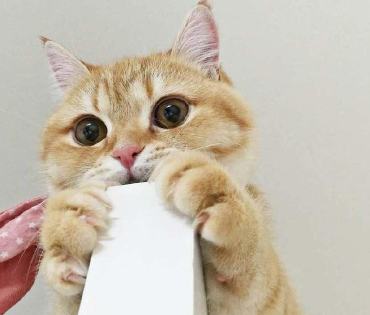 53 cute And Funny Cat Names Meow Meow My Heart Melts INEWS