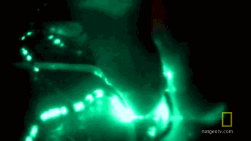 Fire-breathing fish: can spray blue flames in the water, but in fact it ...
