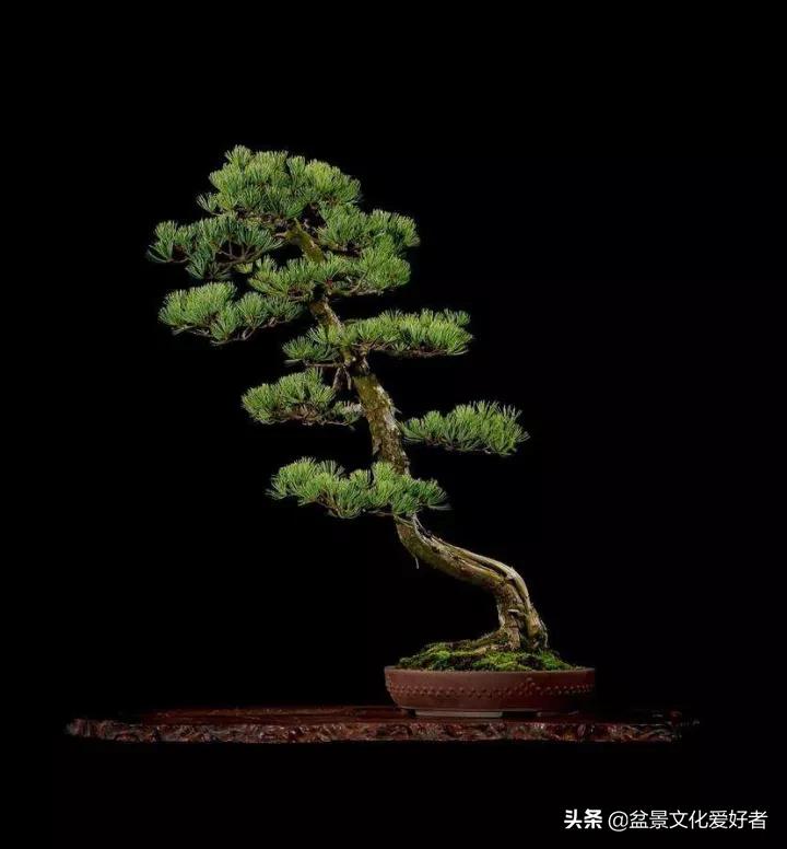 The most beautiful literati bonsai, incredible iNEWS