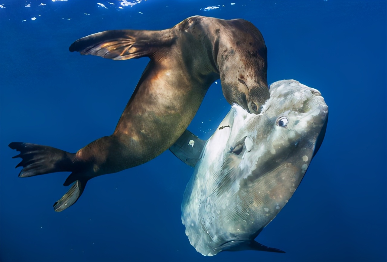 Sunfish lay 300 million eggs each time, why are they vulnerable?Because