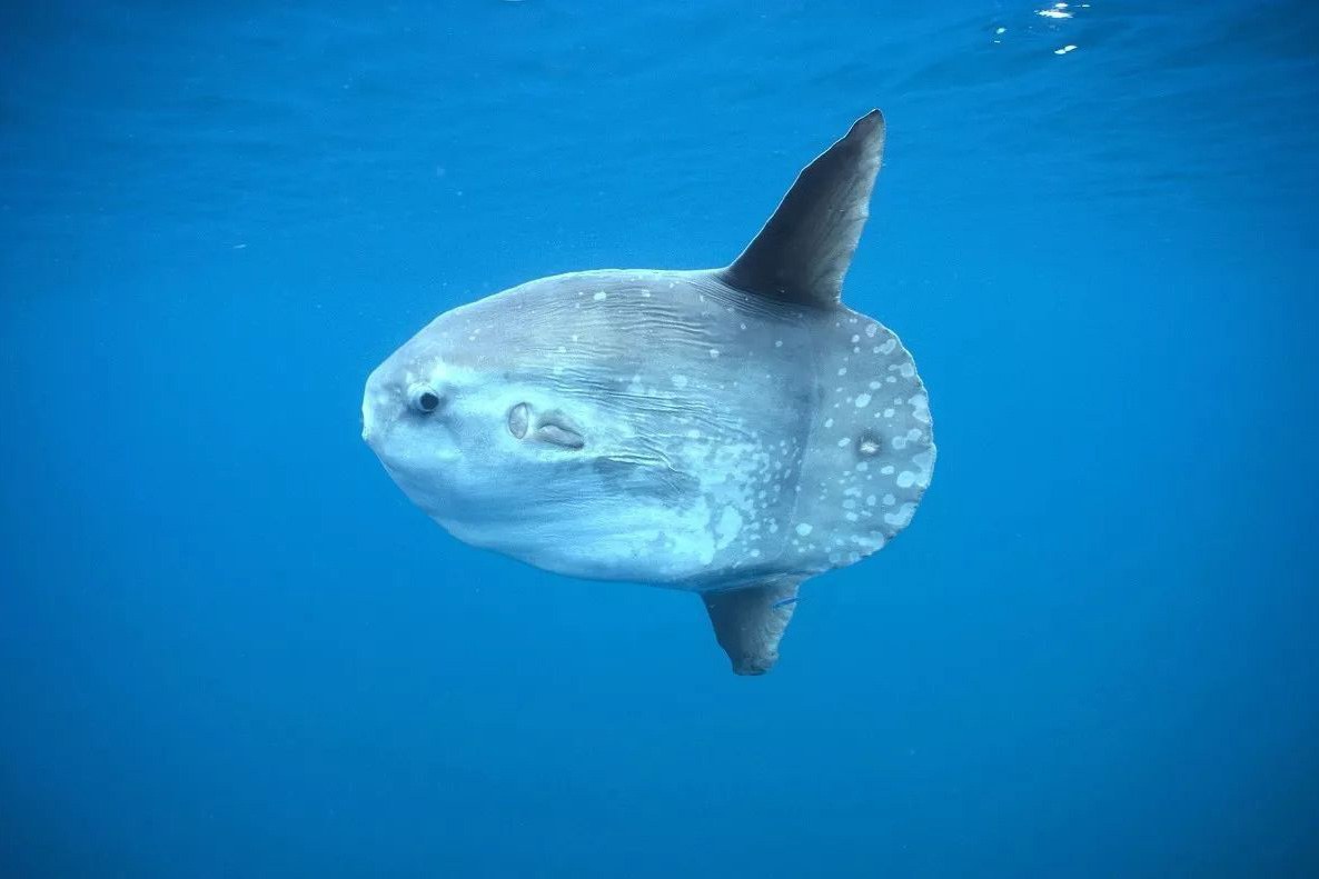 Don't run away after being eaten by seals?No wonder sunfish lay 300 ...