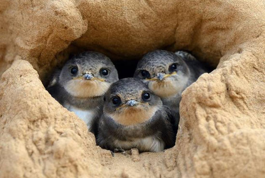 Why do swallows like to build nests under human roofs?Is the meaning