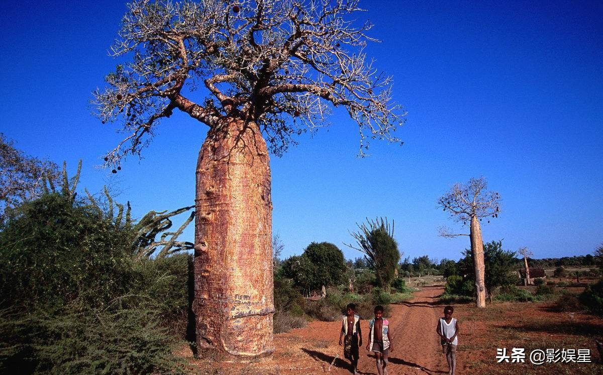 The magical bread tree, a tree that feeds a family, the fruit tastes ...