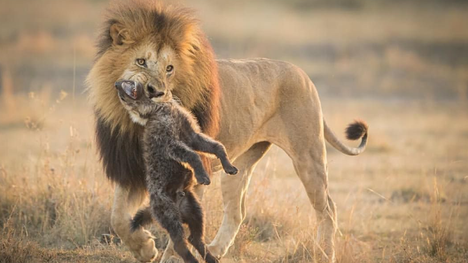 Inventory of the 10 most dangerous lion kings: Old Enli ranked fourth ...