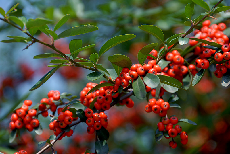 Knowledge 5: The types of wild fruits we ate together in those years ...