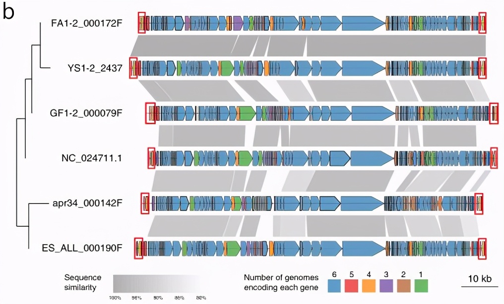 Three-generation Metagenomic Sequencing Explores Extrachromosomal ...