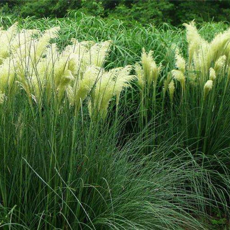 Pampas grass, it's not a reed iNEWS