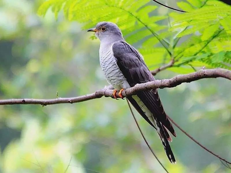 How did the female react when it discovered that the giant cuckoo chick ...