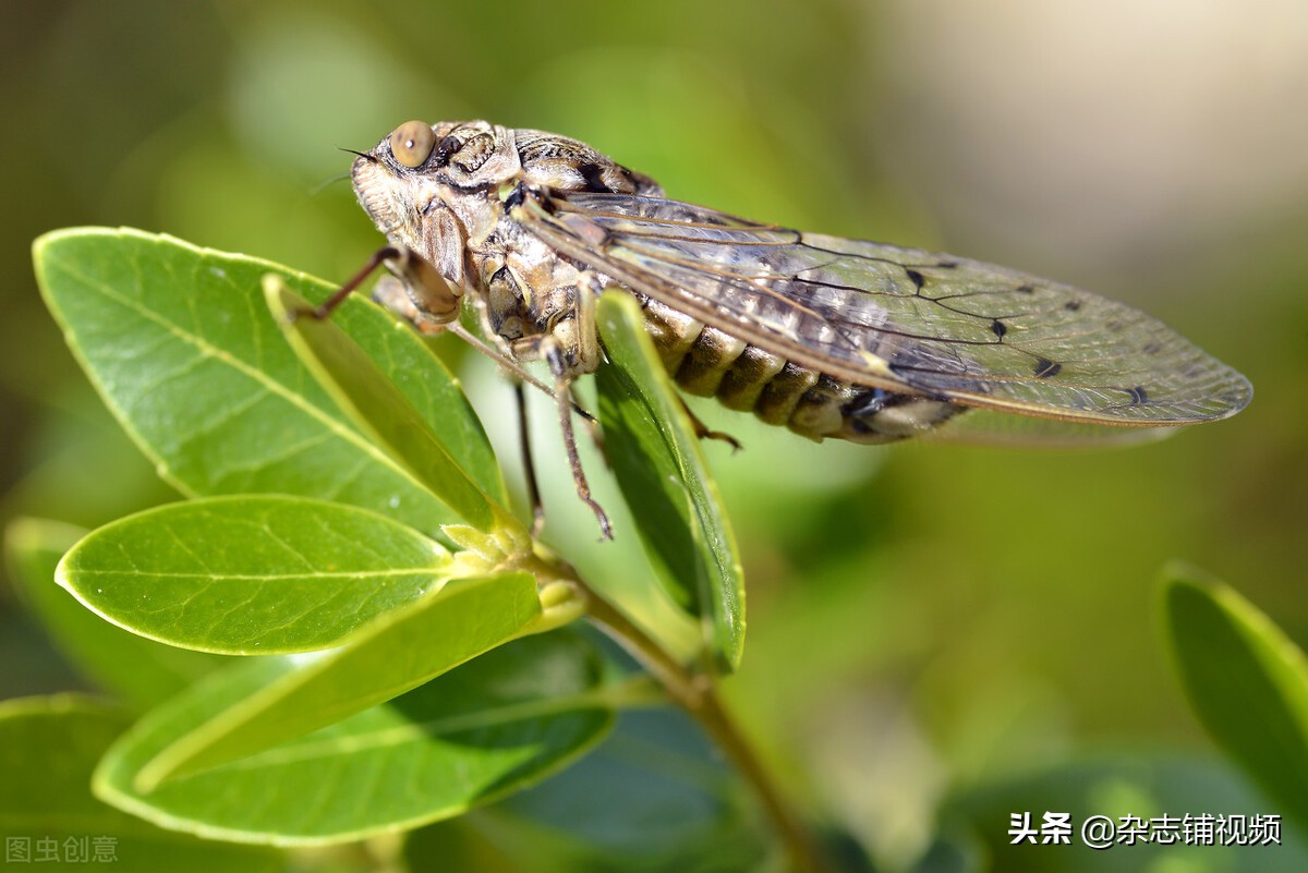 Why does the cicada keep screaming so loudly? - iNEWS