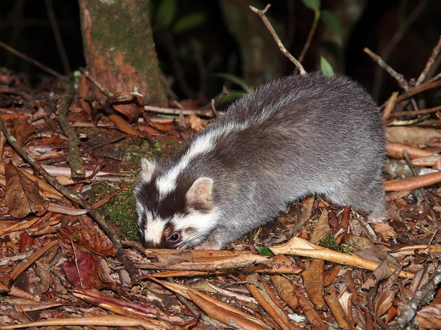 Species Encyclopedia: Ferret badger - iNEWS