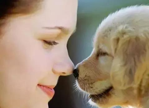 do dogs like to be kissed on the nose