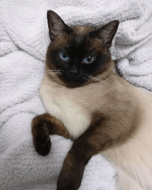 Can Siamese cats have cheeks? iNEWS
