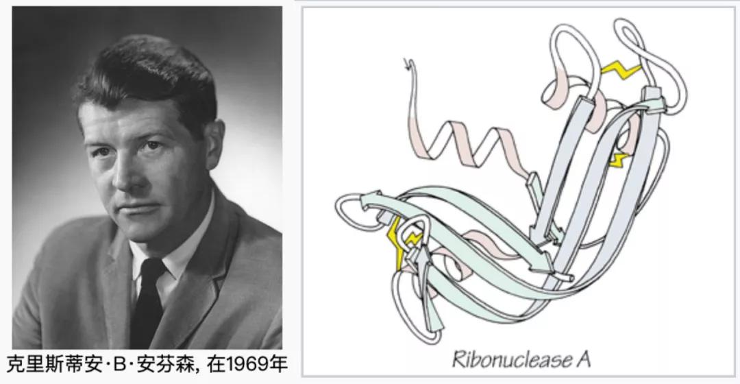 "Nobel Prize Worth" series The birth of molecular chaperones of