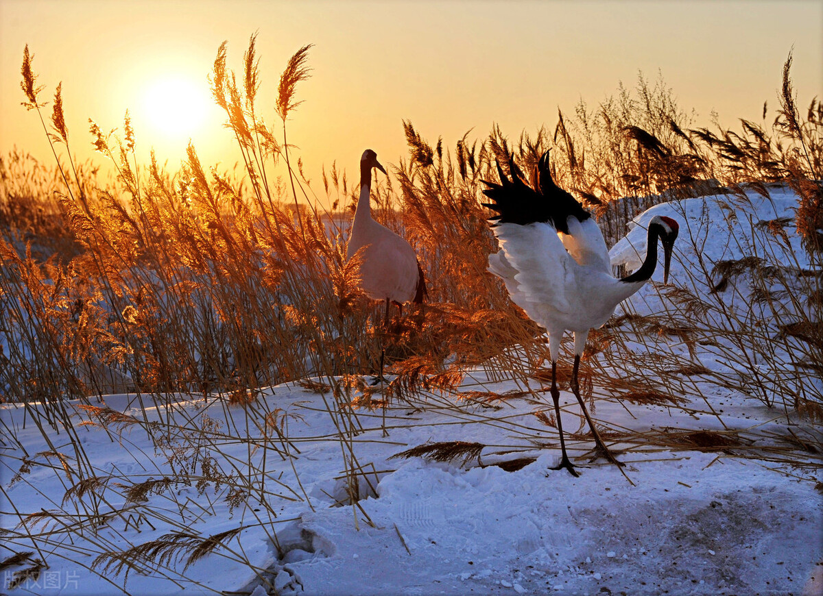 Bald crane?Is the crest of a red-crowned crane caused by hair loss?How ...