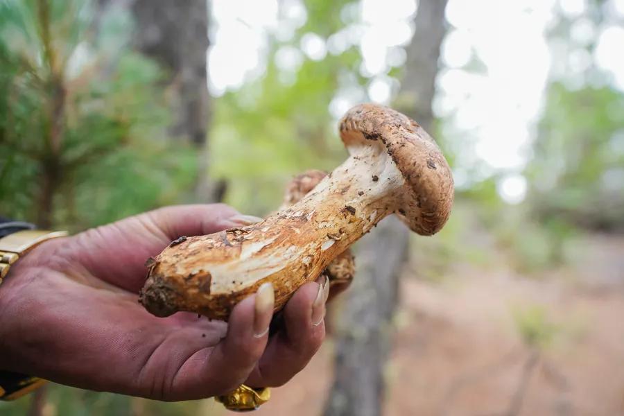 Which is better, Chinese matsutake or Japanese matsutake? iNEWS