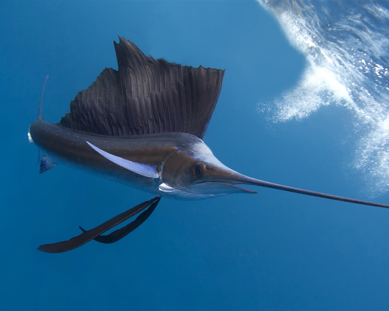 Just born as big as a grain of rice, and turned into a top ocean hunter ...