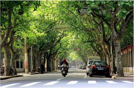 The plane trees all over the streets of Shanghai are neither plane ...