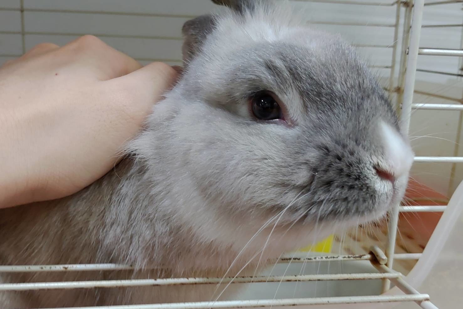 How to clean up ear mites in mini rabbit ears iNEWS