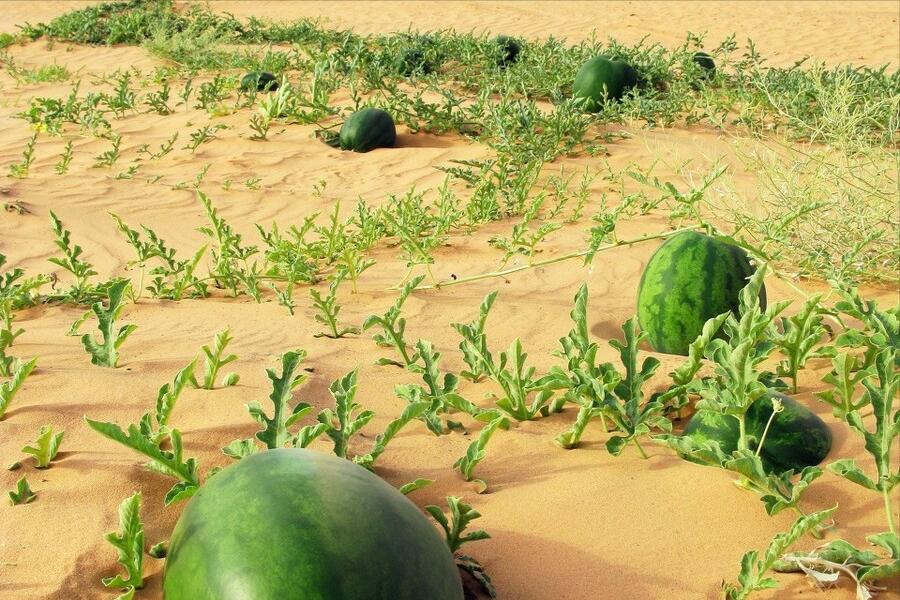 Watermelon originated in the hot and dry African desert, but why has it