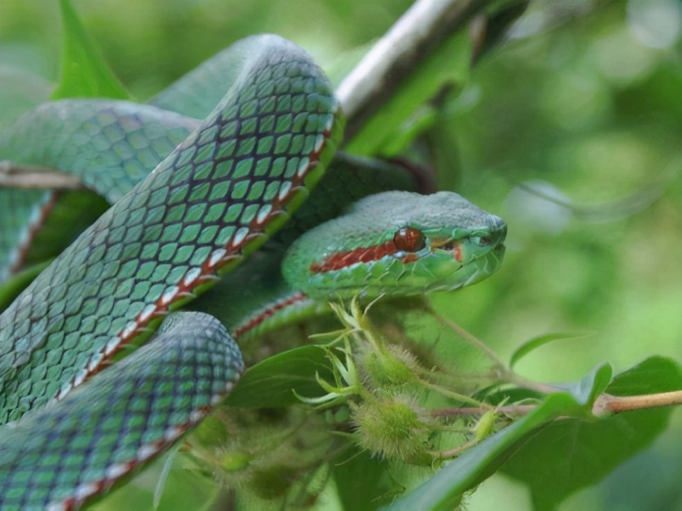 Bamboo Leaf Green Snake The top hidden master of snakes, both a